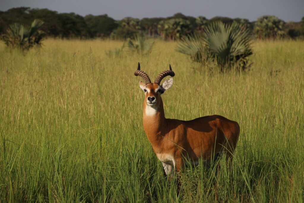 Ugandan kob standing in lush grasslands of Masindi Uganda