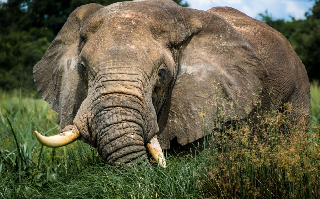 Uganda With-driver Hire 2 African elephant grazing in lush Uganda grasslands