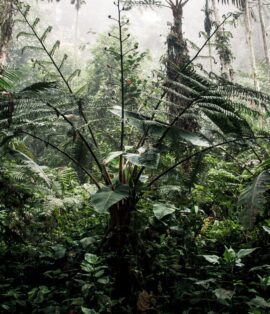 Thick green rainforest leaves and trees, similar to Bwindi forest in Uganda