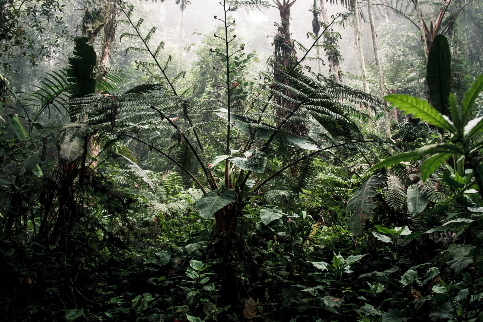 Thick green rainforest leaves and trees, similar to Bwindi forest in Uganda