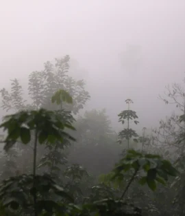 Entebbe to Bwindi guide