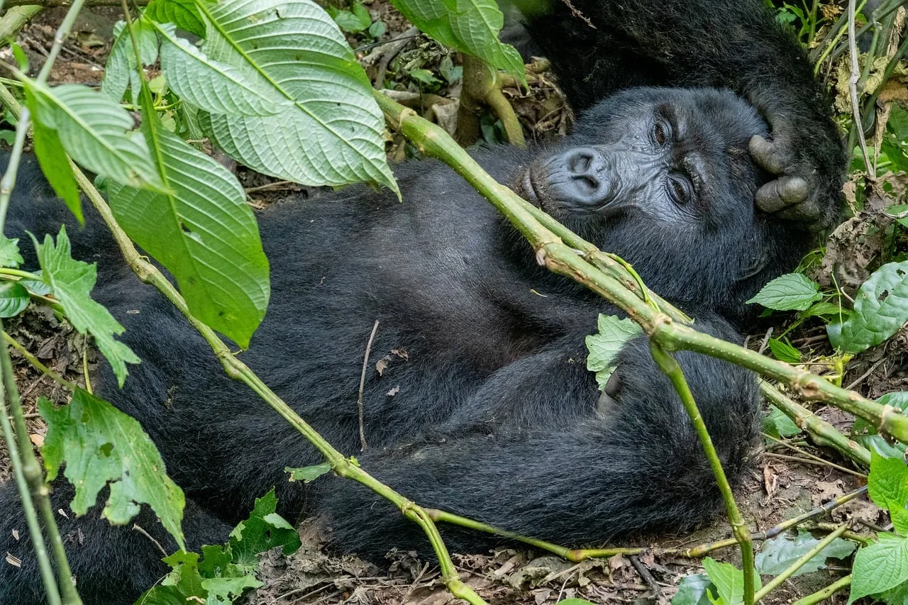 Entebbe to Bwindi: Road vs Flight (2026 Guide) 2 Entebbe to Bwindi gorilla forest after staging