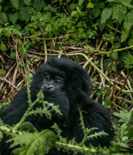 same-day gorilla trek timing guide