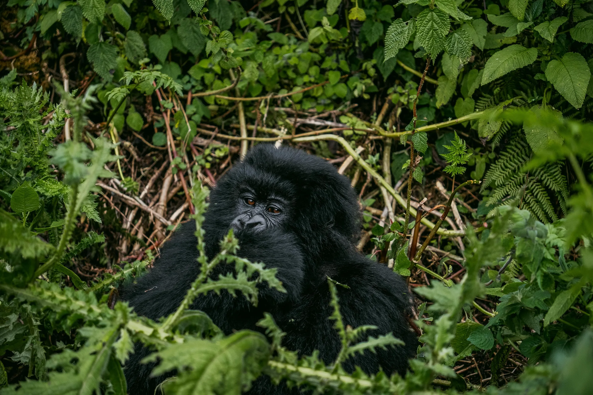 same-day gorilla trek timing guide