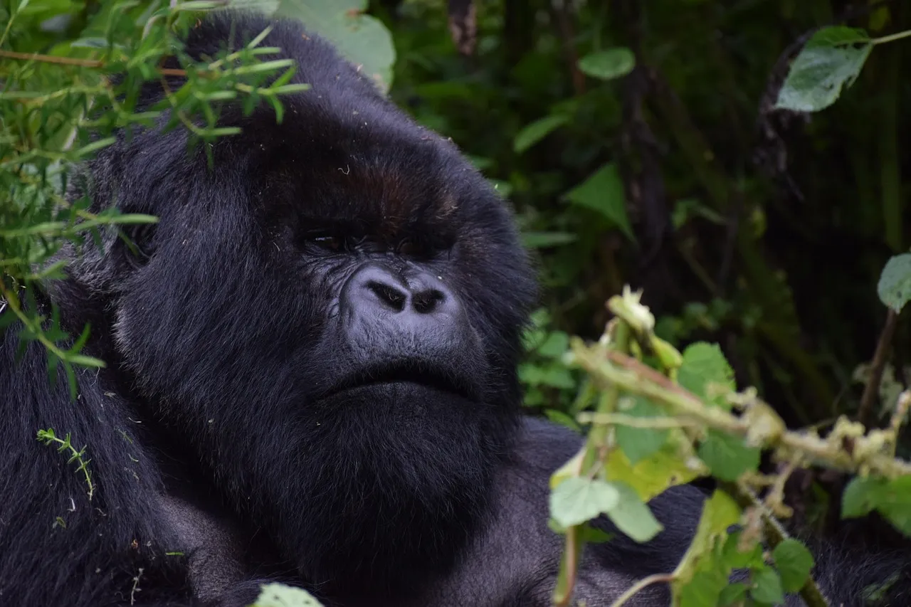 Same-Day Gorilla Trek After Landing in Kigali? Honest Timing (2026) 2 same-day gorilla trek forest region after an early landing